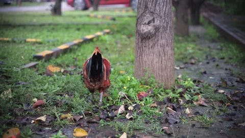 The cock's crow Stock Footage 163283378