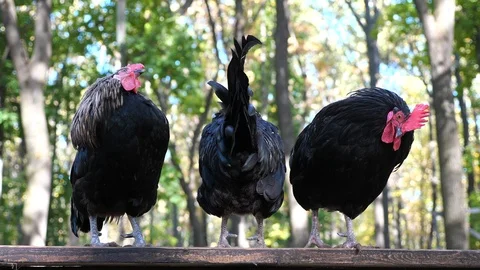 Cocks Stock Footage 97247072