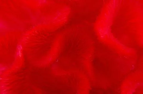 Cockscomb backgrund abstract Stock Photos