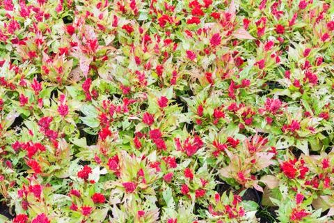 Cockscomb blooming in the garden Foto stock
