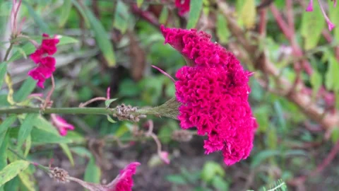 Cockscomb Blooms Stock-Footage 328526876
