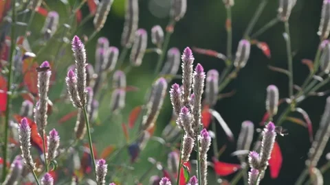 Cockscomb close-up, Hubei Stock Footage 347331531
