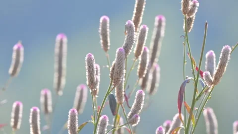 Cockscomb cluster, Hubei Stock Footage 347331417
