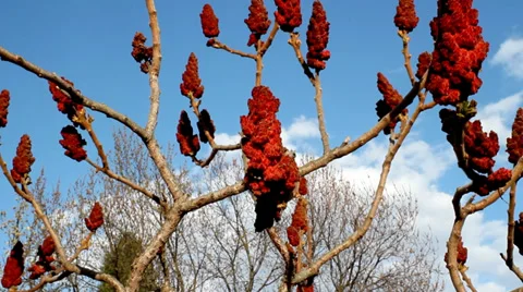Cockscomb Flower. Blue sky in background. Stock Footage 35990983