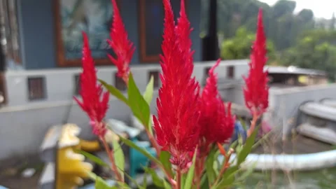 Cockscomb Flower (Celosia cristata) Video stock 310494463
