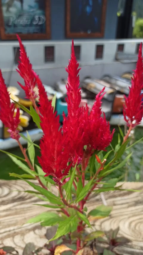 Cockscomb Flower (Celosia cristata) Vídeo Stock 310494470