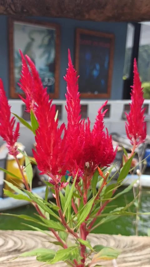 Cockscomb Flower (Celosia cristata) Stock Footage 310494472