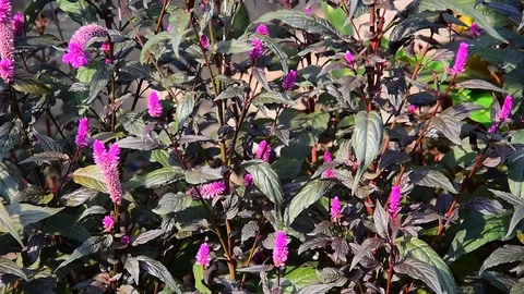 Cockscomb flower 動画素材 123555987