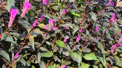 Cockscomb flower 動画素材 123556078