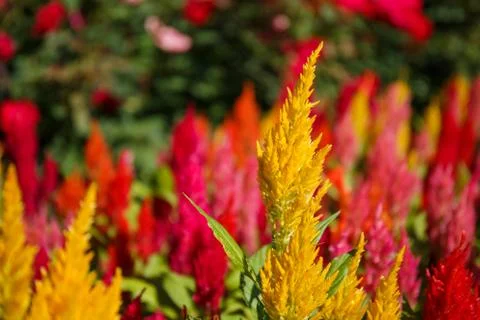 Cockscomb flower in garden Photos