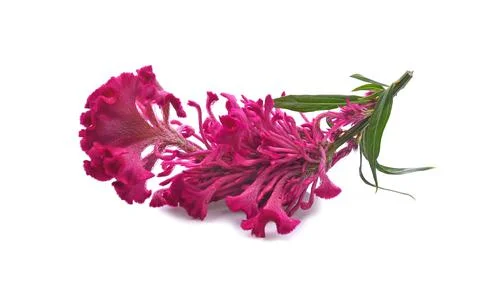 Cockscomb flower isolated on white background Stock Photos