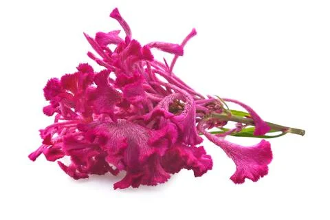 Cockscomb flower isolated on white background Stock Photos