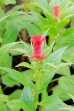 Cockscomb flower Stock Photos