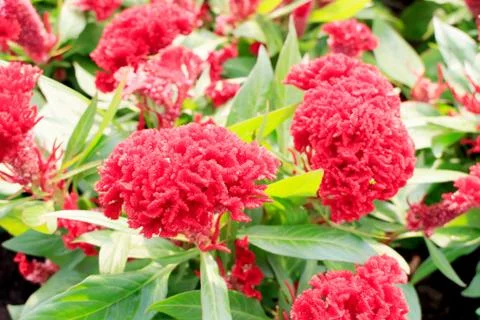 Cockscomb flower Stock Photos