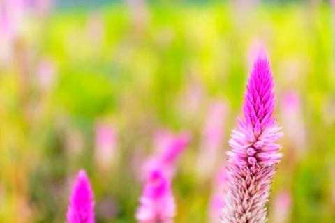 Cockscomb flower Stock Photos