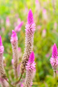 Cockscomb flower Stock Photos
