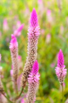 Cockscomb flower Stock Photos