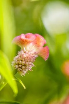 Cockscomb flower Stock Photos