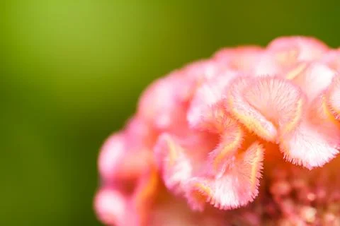 Cockscomb flower Fotos Stock