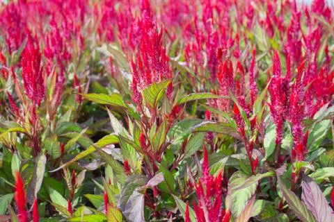 Cockscomb flower Stock Photos