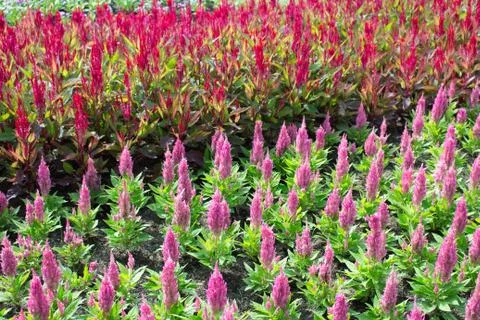 Cockscomb flower Stock Photos