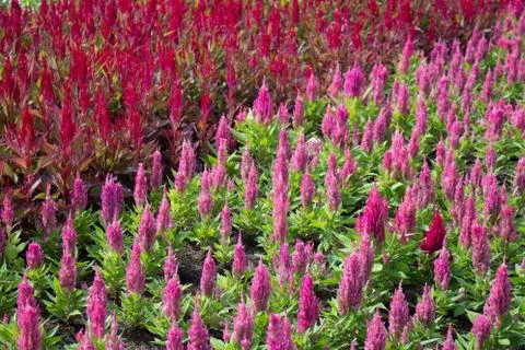 Cockscomb flower Stock Photos