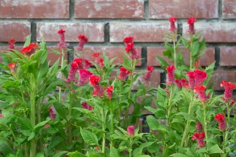 Cockscomb flower Stock Photos