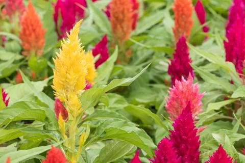 Cockscomb flower Stock Photos