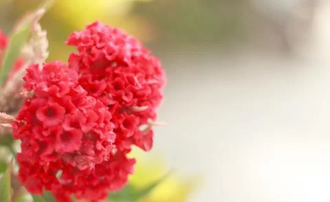 Cockscomb flower Stock Photos