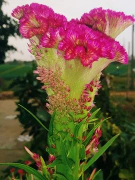Cockscomb flower Stock Photos