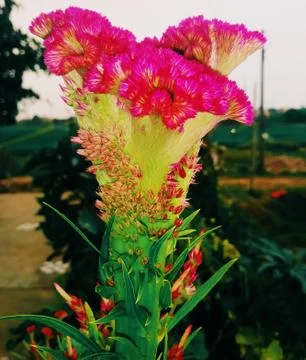 Cockscomb flower Stock Photos