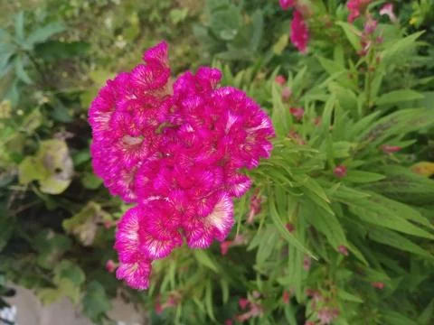Cockscomb flower Stock Photos