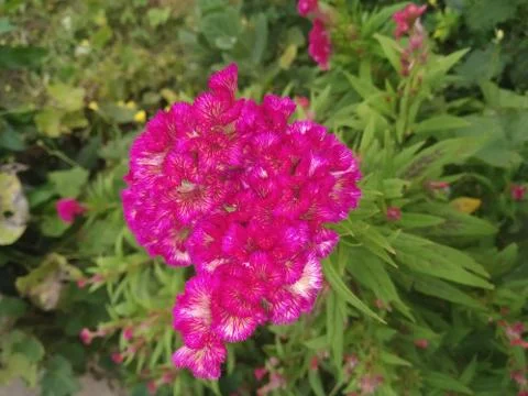 Cockscomb flower Stock Photos