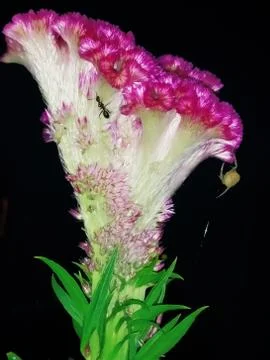 Cockscomb flower Stock Photos