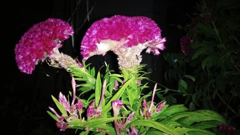 Cockscomb flower Stock Photos