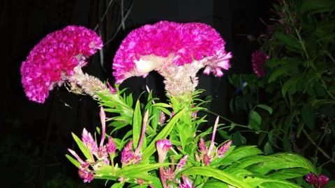 Cockscomb flower Stock Photos