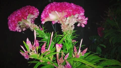 Cockscomb flower Stock Photos