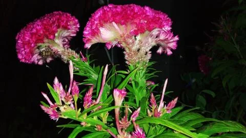 Cockscomb flower Stock Photos