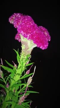 Cockscomb flower Stock Photos