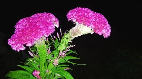 Cockscomb flower Stock Photos