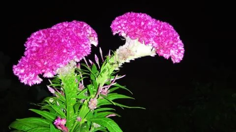 Cockscomb flower Stock Photos