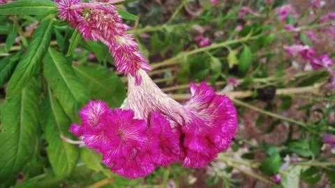 Cockscomb flower Stock Photos
