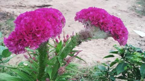 Cockscomb flower Stock Photos