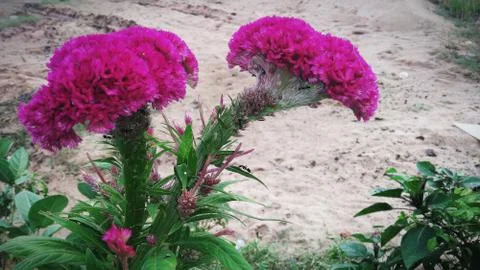 Cockscomb flower Stock Photos
