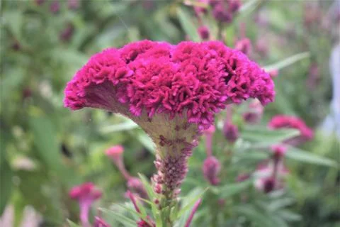 Cockscomb flower Stock Photos