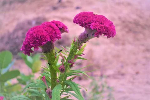 Cockscomb flower Stock Photos