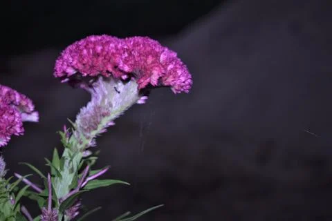 Cockscomb flower Stock Photos