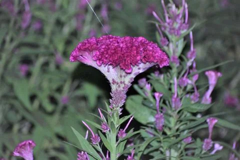 Cockscomb flower Stock Photos