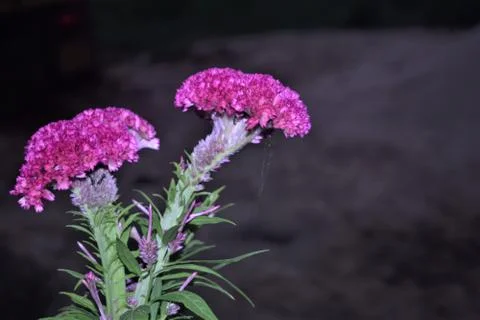 Cockscomb flower Stock Photos