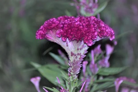 Cockscomb flower Stock Photos